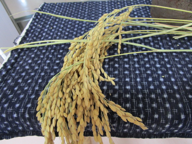 稲穂