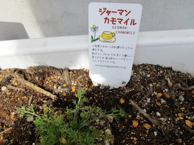３月６日