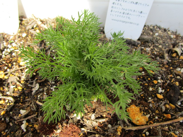 ３月２２日