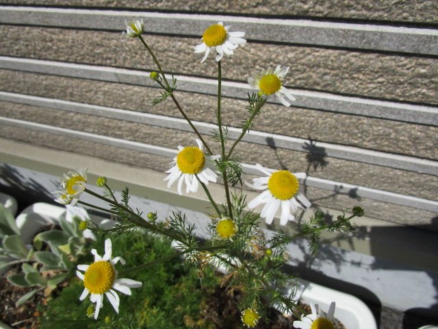 ４月２７日
