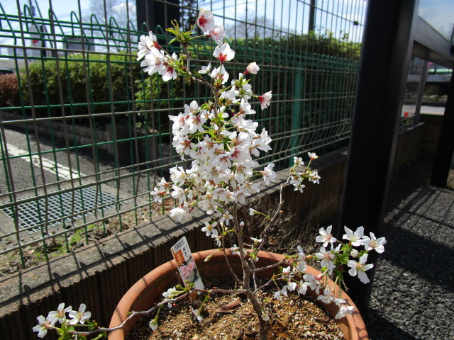 ふるさとジョアンの桜（雲竜桜『湖上の舞』）