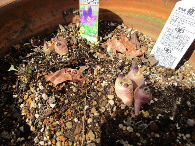 （３月２２日）