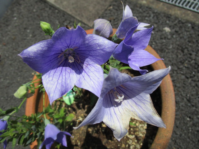 （７月２２日）