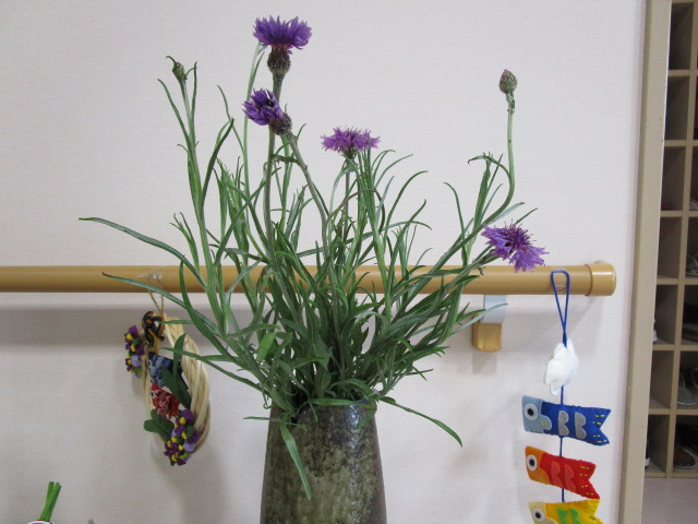 やぐるま草