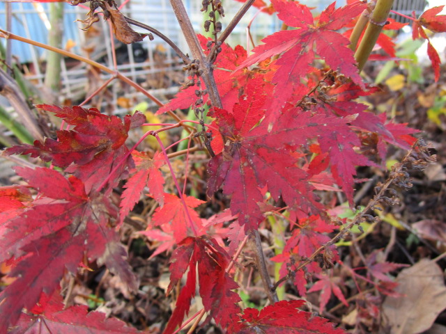 １２日初旬。こんなに紅くなりました。<br>葉っぱがボロボロです。