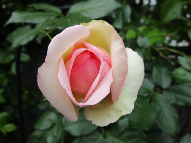 （５月７日）