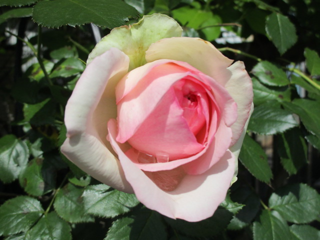 （５月９日）