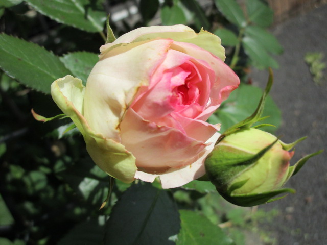（５月９日）