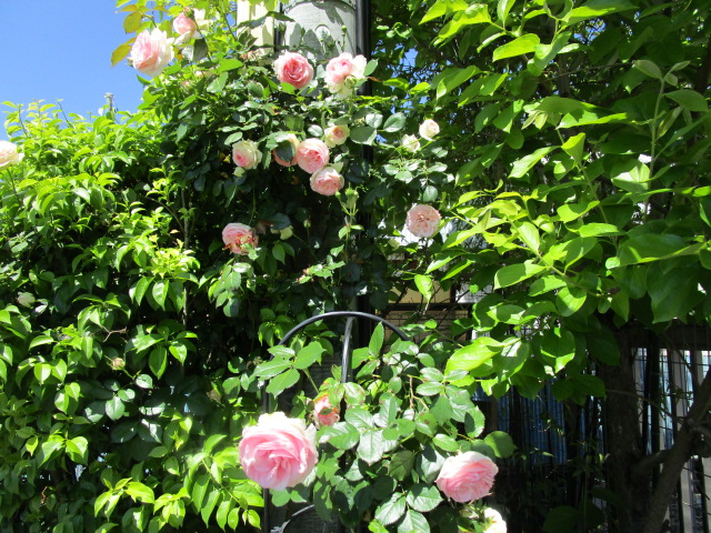 （５月１４日）