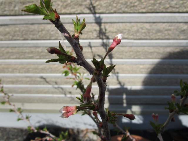 ４月１５日