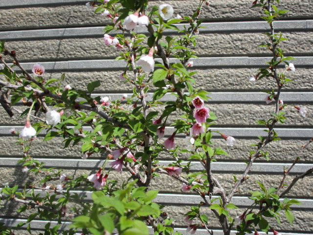 ４月１９日