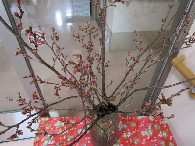 ３月９日の桜1