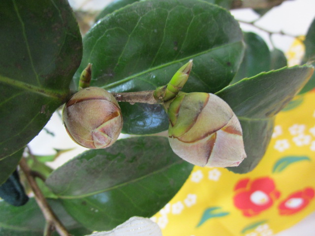 蕾・枝・葉は、本物を使っています。